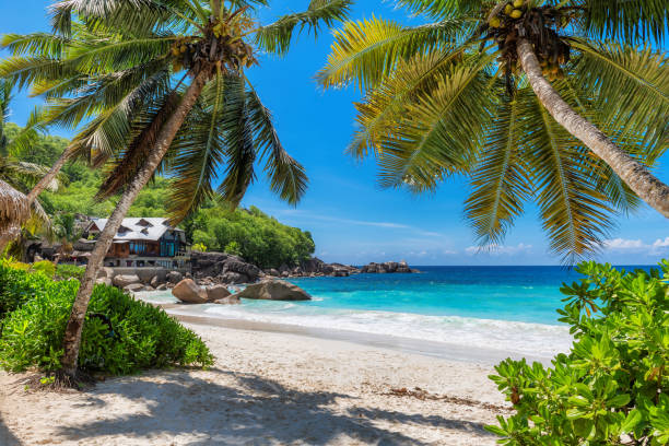 Playa de arena blanca, palmeras y mar turquesa